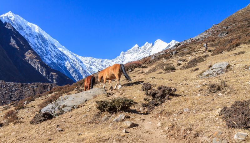 Langtang Valley trek with green forests and mountain views